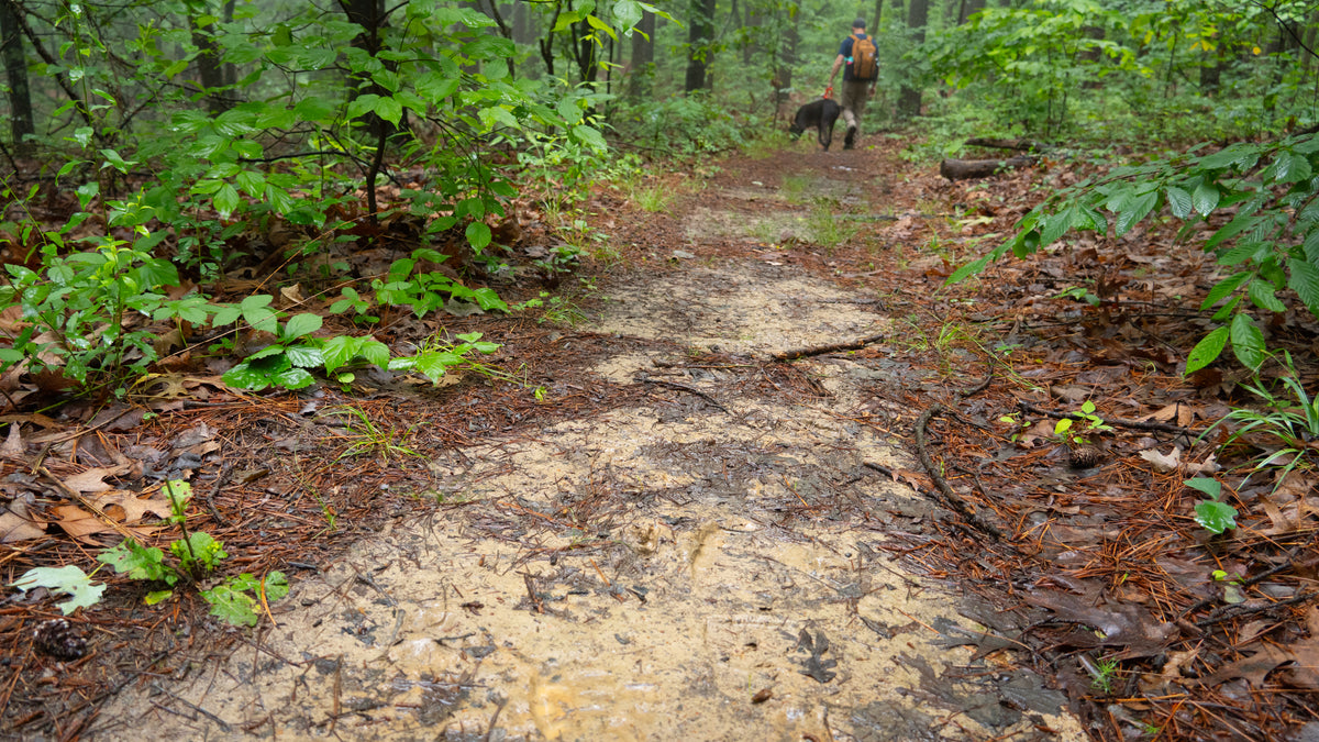 A muddy forest trail surrounded by green foliage and pine needles, with a person and dog visible in the distance on the path.
