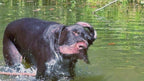Adventure Residue Remover (Charcoal Dog Wash) 16oz